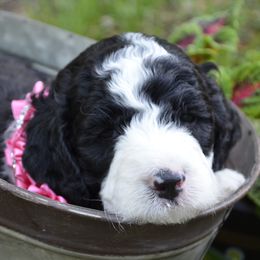 Molly - Female - Sheepadoodle puppy in Hollywood, South Carolina from Pam’s Sheepadoodle’s