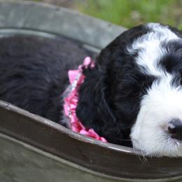 Molly - Female - Sheepadoodle puppy in Hollywood, South Carolina from Pam’s Sheepadoodle’s