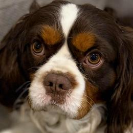 Rocco - Cavalier King Charles Spaniel