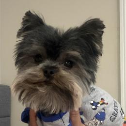 Dachshunds and Yorkshire Terriers from Suzane Bojorquez