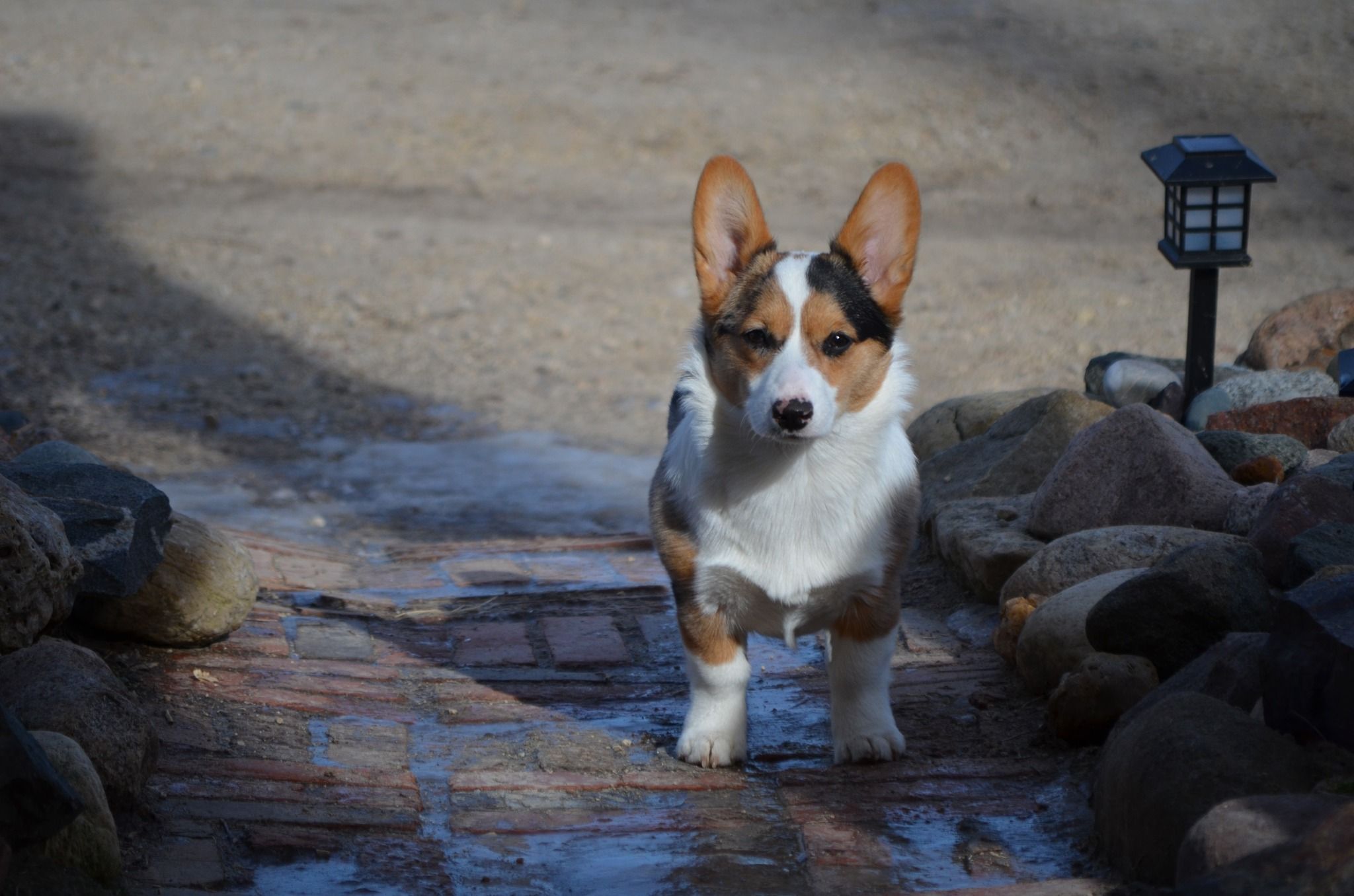 GC Farms Corgis in Wisconsin | American Corgi puppies | Good Dog