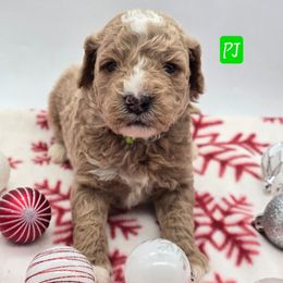 PJ (s) - Apricot male Goldendoodle puppy in Neillsville, Wisconsin from Granton Creek