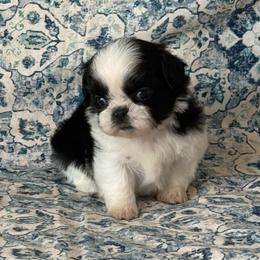 Finn - Black and white male Shih Tzu puppy in Shawnee, Oklahoma from Black Velvet Shih Tzu