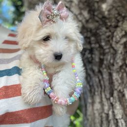 Female 2 - White female Coton de Tulear puppy in Yuba City, California from Sutter Buttes Coton De Tulear
