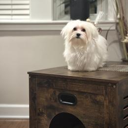 Leona's One in a Million Miracle Max - White male Maltese puppy in Chicago, Illinois from Leona's Maltese