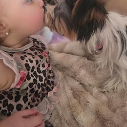 Yorkipoo and Yorkshire Terrier Puppies from OK Puppies LLC
