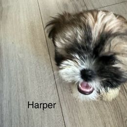 Shih Tzu Puppies from BVPT puppies