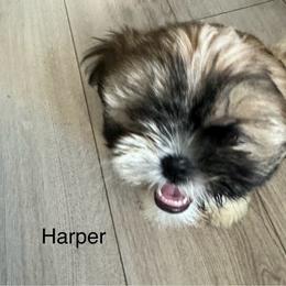 Shih Tzu Puppies from BVPT puppies