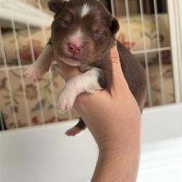 Magpie - Red tri-color female Miniature American Shepherd puppy in Groesbeck, Texas from Empire Miniature American Shepherds