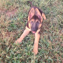 Black - Black and red female German Shepherd puppy in Carbondale, Kansas from T and M Elite Europeans German Shepherds