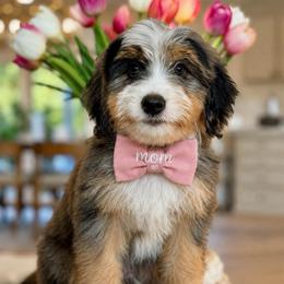 Sean - green collar - Tri-color male Bernedoodle puppy in Yuciapa, California from AlltheDoodlez_