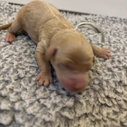 Silver Boy - Red  male Goldendoodle puppy in Lewisville, Texas from Zink Doodles