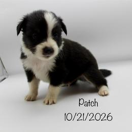 Boy 3 (Patch) - Black tri-color male Australian Shepherd puppy in Brooker, Florida from 🐾 The Great Bambino SunState Aussies!