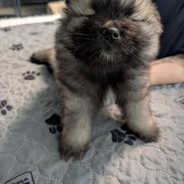 Blue girl - Black and silver female Keeshond puppy in Fayetteville, Tennessee from Erbekees-Keeshonden