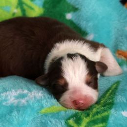 Manhattan - Red tri-color male Australian Shepherd puppy in Springville, New York from RisingStar Australian Shepherds