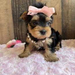 Piper - Black and tan female Yorkshire Terrier puppy in Howe, Oklahoma from Ray Holder