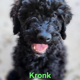 Kronk - Black male Goldendoodle puppy in Goodyear, Arizona from The Earl Dood(le)s