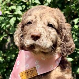 Harley - Merle female Goldendoodle puppy in Dayton, Ohio from Perks Court Doodles