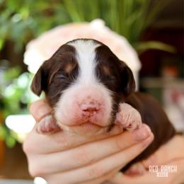 Truffle - Brown and white male Bernedoodle puppy in Salado, Texas from Red Ranch Dogs