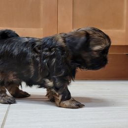 Shih Tzu Puppies from Chimera Shih Tzu