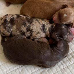 Cosmo - Merle male Cavapoo puppy in Beckley, West Virginia from By Design Doodles