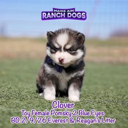 Clover - Silver and white female Pomsky puppy in Humeston, Iowa from M.A.R. Dogs