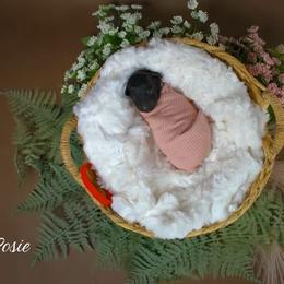 Rosie - Black female Poodle puppy in Midwest City, Oklahoma from Strawberry Hill Puppy Patch