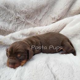 Peanut Butter - Chocolate and tan male Dachshund puppy in Texarkana, Arkansas from Pasta Pups Miniature Dachshunds