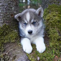 Rogue - Agouti and white male Siberian Husky puppy in Wiscasset, Maine from Running with Huskies