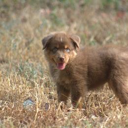 Miniature Australian Shepherd Puppies from MAC's Cirkles 8 Aussies