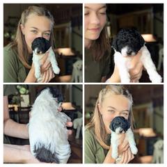 Pink collar girl - Black female Whoodle puppy in Kalispell, Montana from Countryman Whoodles