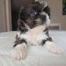 Odie - Blue and white male Shih Tzu puppy in Brodnax, Virginia from K.B's