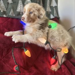 Mavrick  AKA Colt - Red merle male Australian Shepherd puppy in Scottsdale, Arizona from B & T's Aussies & Aussie Doodle's