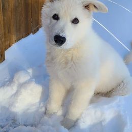 Berger Blanc Suisse Puppies from Absolute Dream White Swiss Shepherds