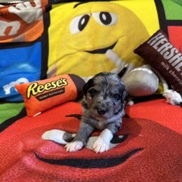 London - Blue merle female Bordoodle puppy in Republic, Missouri from Holland Hilltop Farm