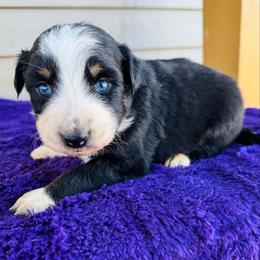 Willow - Black tri-color female Australian Shepherd puppy in Charlotte, North Carolina from Awesome Aussies