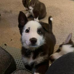 Gray color - Panda female German Shepherd puppy in Marion, Ohio from Legacy K9’s