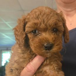 Nova - Red female Cockapoo puppy in Conklin, Michigan from Lake Michigan Couture Cavapoos & Cockapoos