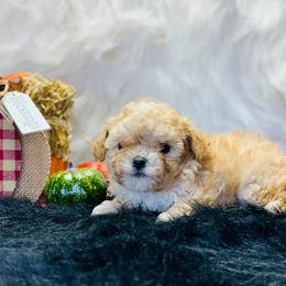 Cavalier King Charles Spaniel and Cavapoo Puppies from Northern’s Cute Cuddly Cava Poos and Cavaliers