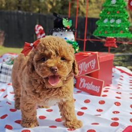 Iridessa - Red  female Poodle puppy in Dallas, Texas from Halo's Heroes Doodles