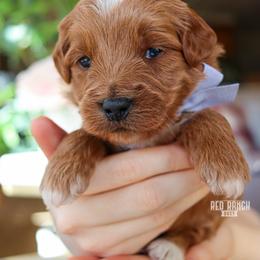 Chevy - Red  male Goldendoodle puppy in Salado, Texas from Red Ranch Dogs