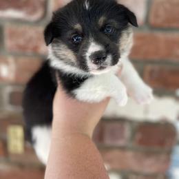 American Corgi and Pembroke Welsh Corgi Puppies from Flying K Corgis