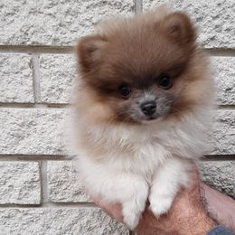 Pomeranian Puppies from Jaime's Pomeranians
