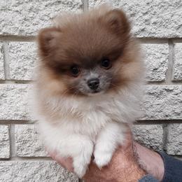 Pomeranian Puppies from Jaime's Pomeranians