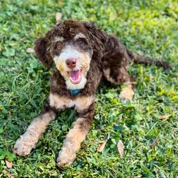Pretzel - Bernedoodle
