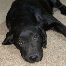 White Collar - Black Labrador Retriever puppy in Mansfield, Missouri from Labradors of Moxley Meadow