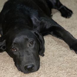 White Collar - Black Labrador Retriever puppy in Mansfield, Missouri from Labradors of Moxley Meadow