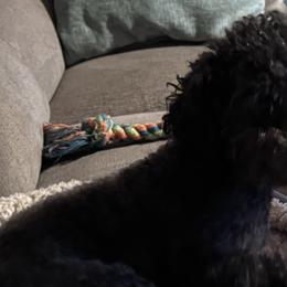 Poodle and West Highland White Terrier All Grown Up from JJs Puppies of the Carolinas