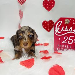 Dachshund Puppies from Life With Mini Paws
