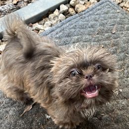 Toffee - Liver female Shih Tzu puppy in Troup, Texas from Pistol Pups LLC